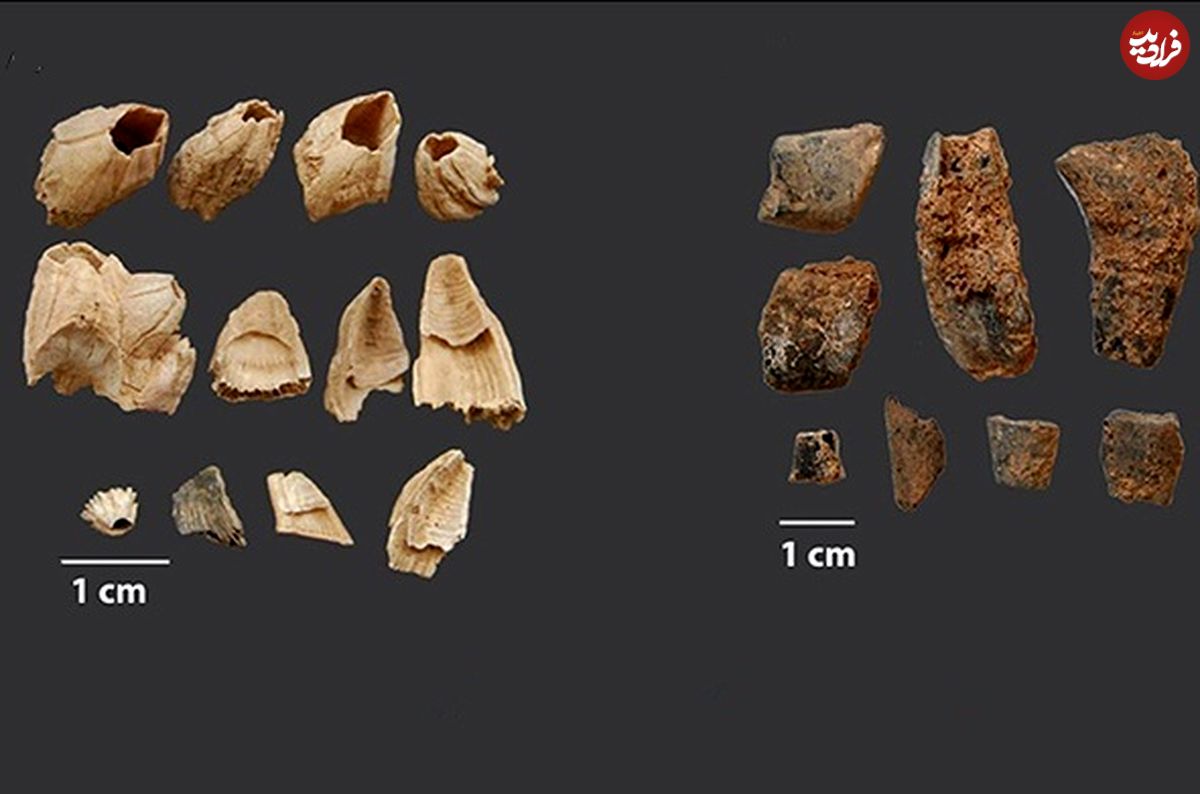 نئاندرتال‌ها ۹۰ هزار سال قبل شام چه می‌خوردند؟!