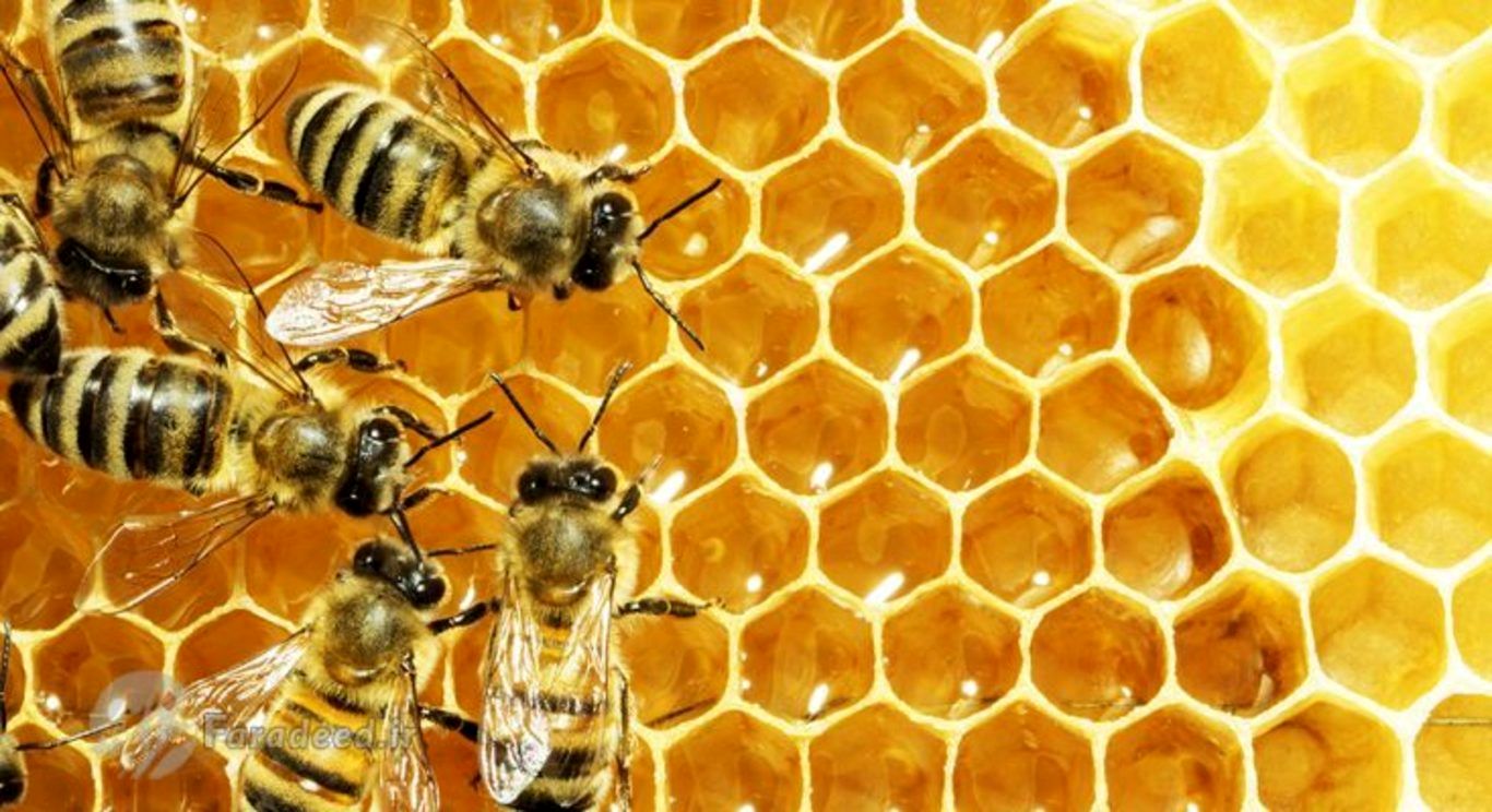 فاصله‌گذاری اجتماعی زنبورهای عسل