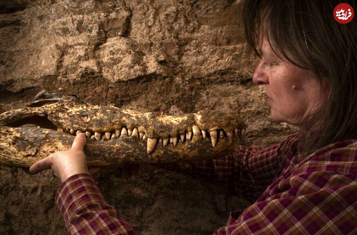 کشف مومیایی ۲۵۰۰ ساله چند تمساح در مقبره‌ای در مصر