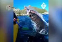 ویدیو/ لحظه دیدنی شکار هشت‎پا توسط شیر دریایی