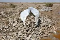 آنجا که ماهی‌ها سنگ می‌شوند