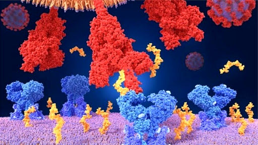 کروناویروس و خوشه‌های پروتئینی