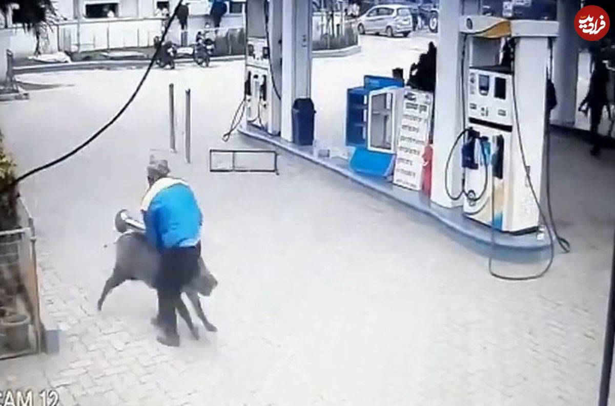 (ویدئو) حمله هولناک گراز وحشی به مردم در پمپ بنزین