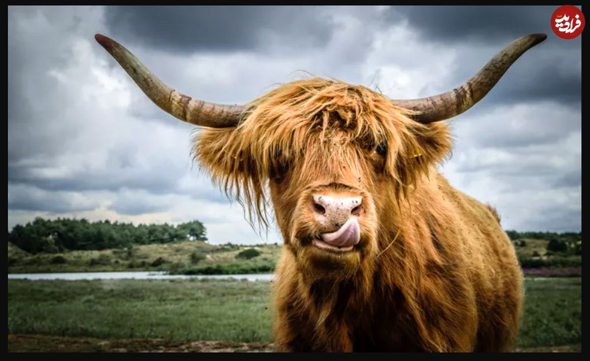 (تصاویر) ۱۰ مورد از استثنایی‌ترین نژاد‌های گاو که تاکنون نمی‌شناختید!