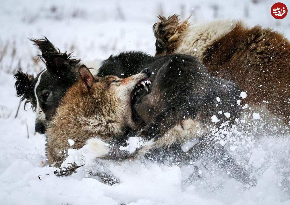 انتخاب گرگ‌؛ شکار حیوانات وحشی