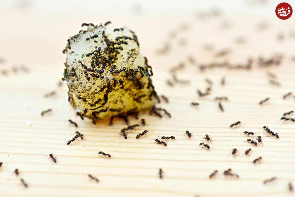 چند ترفند ساده و سریع برای دفع سریع مورچه از خانه