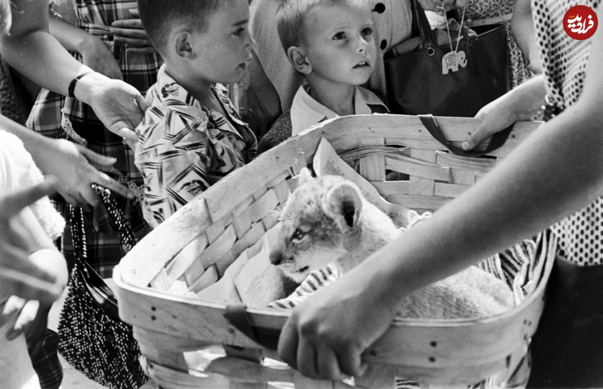تصاویر/ نوزادان باغ‌وحش شیکاگو در ۶۷سال پیش