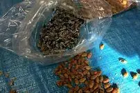 عکس/ جاسازی تریاک به جای مغز تخمه