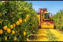 ببینید| نگاهی به مراحل برداشت صدها تن لیمو در باغات آمریکا