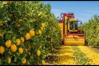 ببینید| نگاهی به مراحل برداشت صدها تن لیمو در باغات آمریکا