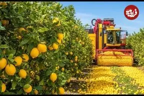 ببینید| نگاهی به مراحل برداشت صدها تن لیمو در باغات آمریکا