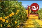 ببینید| نگاهی به مراحل برداشت صدها تن لیمو در باغات آمریکا