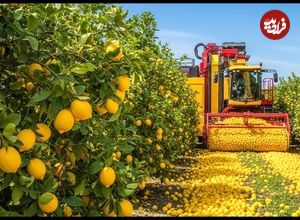ببینید| نگاهی به مراحل برداشت صدها تن لیمو در باغات آمریکا