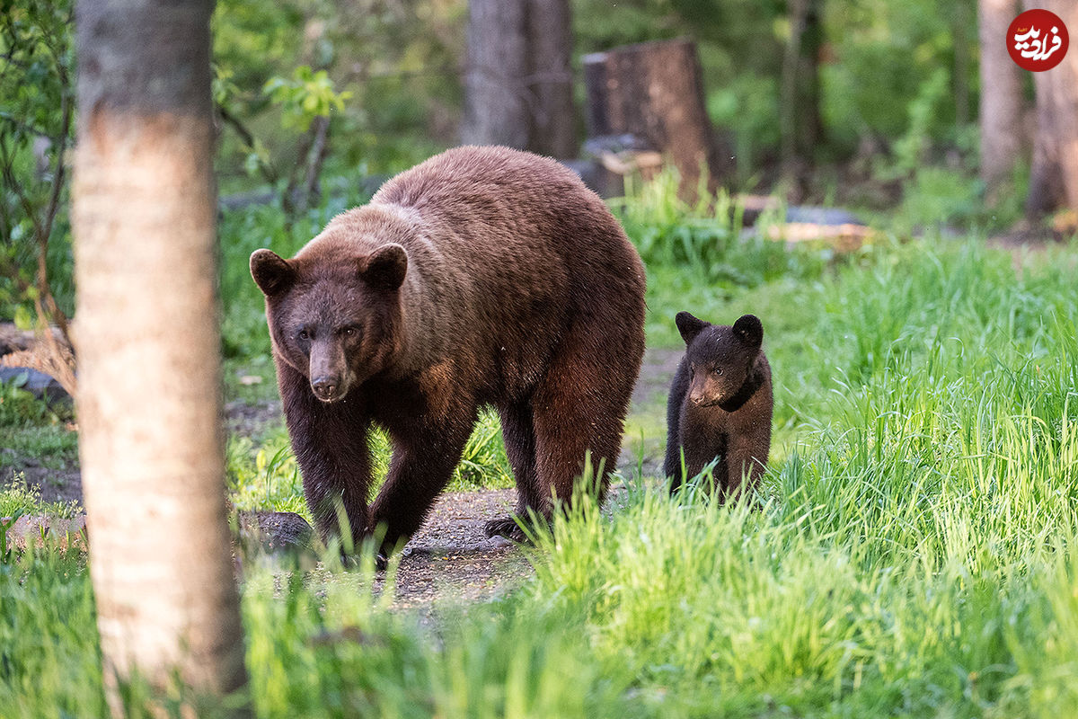 تصاویر / بازیگوشی دو توله خرس در ارتفاعات مازندران