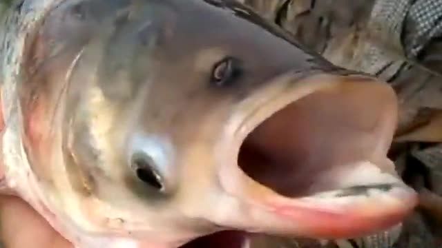 ویدیو/ جهش ژنتیکی یک ماهی