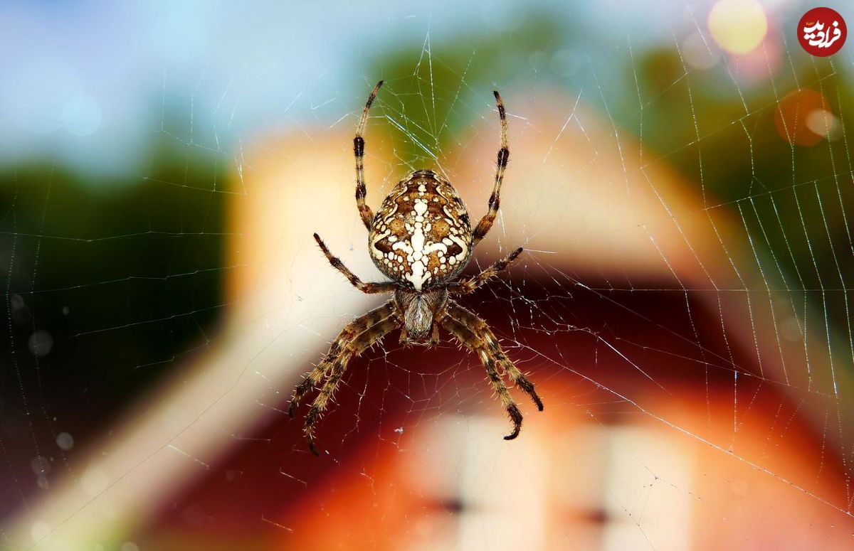 هجوم عنکبوت‌های غول‌آسا به خانه‌های بریتانیا