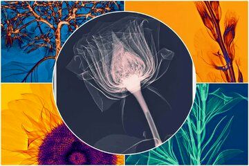( عکس) نتیجه خارق‌العاده تاباندن اشعه ایکس به گل‌ها