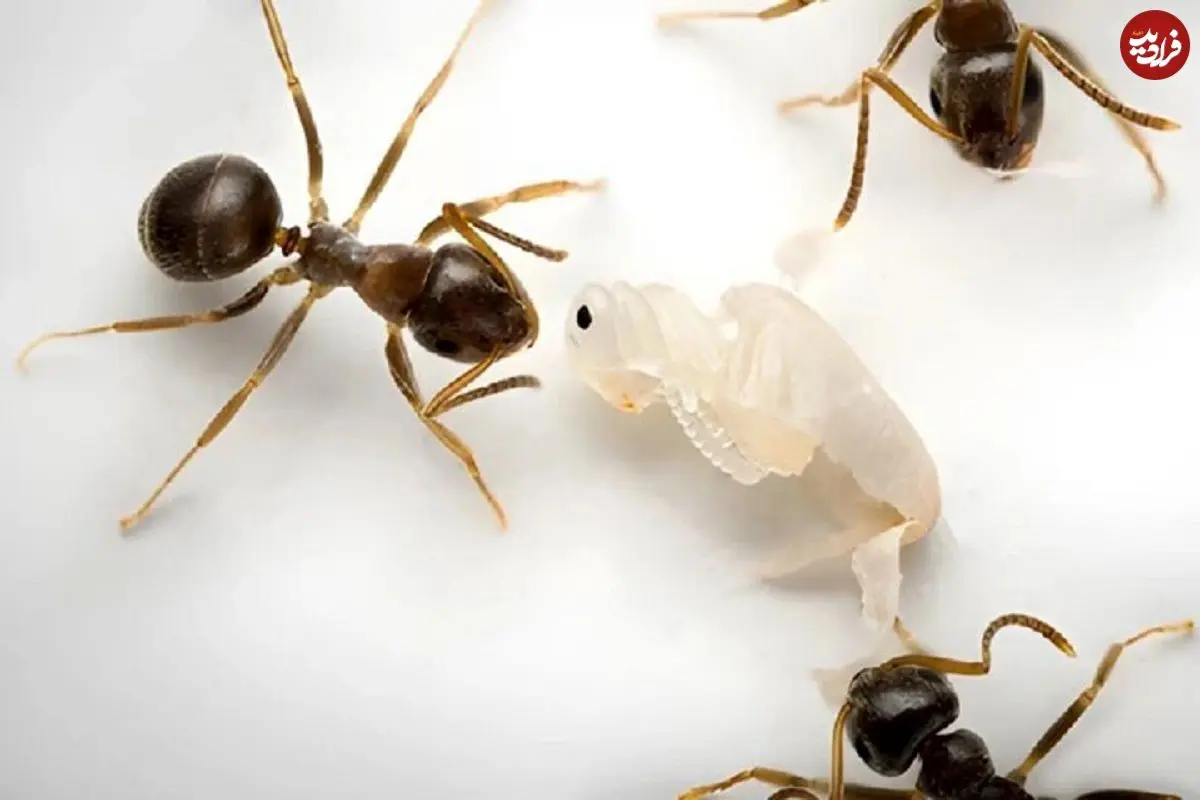 فداکاری بی‌نظیر مورچه‌ها؛ سربازانی که برای نجات کلونی جان می‌دهند