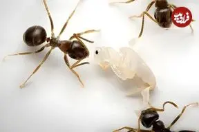 فداکاری بی‌نظیر مورچه‌ها؛ سربازانی که برای نجات کلونی جان می‌دهند