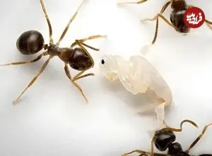 فداکاری بی‌نظیر مورچه‌ها؛ سربازانی که برای نجات کلونی جان می‌دهند