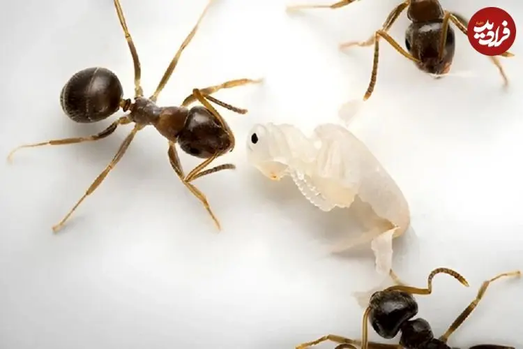 فداکاری بی‌نظیر مورچه‌ها؛ سربازانی که برای نجات کلونی جان می‌دهند