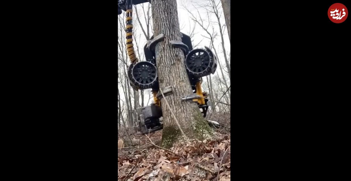 (ویدئو) قطع درختان در چند ثانیه با دستگاهی فوق پیشرفته!