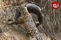 (ویدئو) جگوار گرسنه، تمساح نگون بخت را در آب شکار کرد!