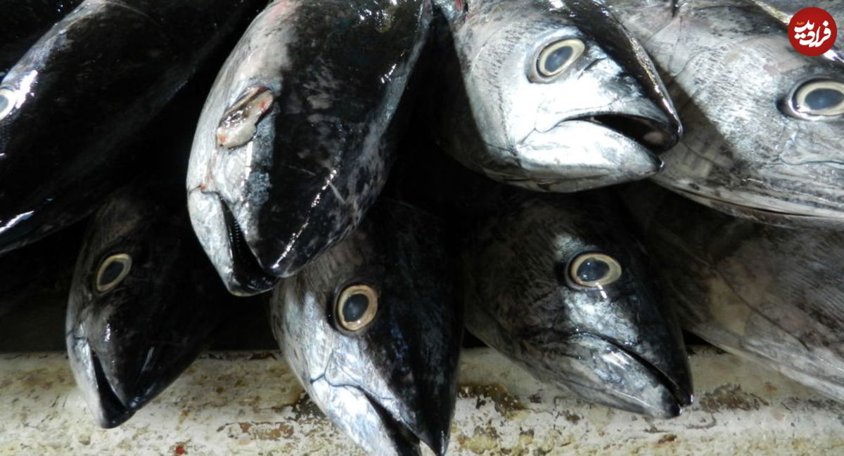 پنج نشانه در ماهی که نباید خورده شود