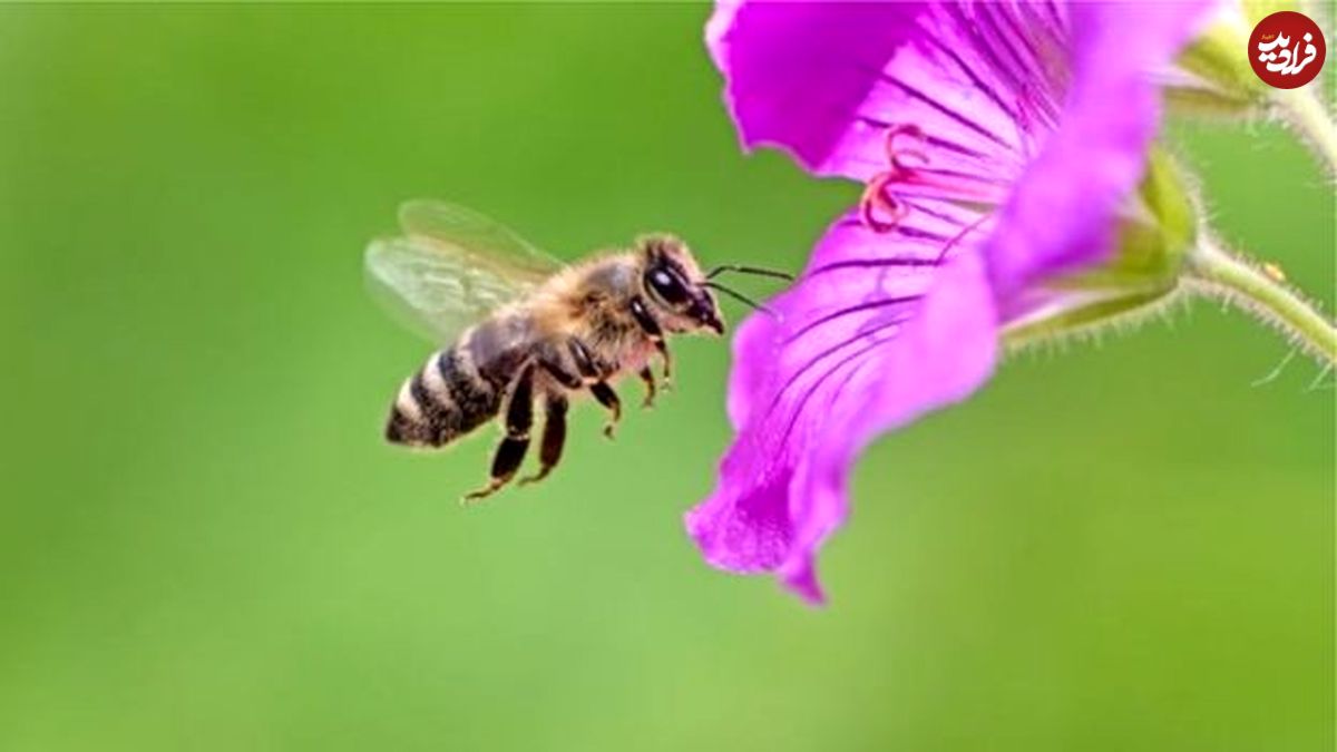 آنچه اقتصاددانان باید از زنبور‌ها یاد بگیرند