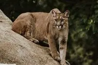(ویدئو) شیر کوهی گرسنه بدون دردسر پنگوئن حواس پرت را شکار کرد!