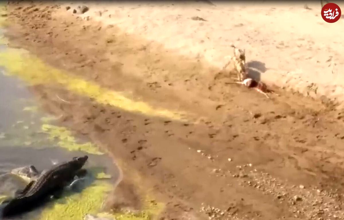 (ویدئو) تمساح قلدر، لاشه ایمپالا را از چنگ سگ‌های وحشی درآورد!