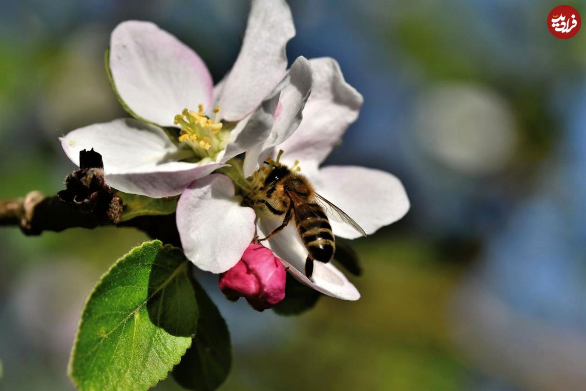 حقه زنبور‌ها برای گل‌دهی گیاهان