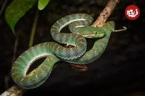 اینفوگرافیک| آناتومی متمایز برای بقا 