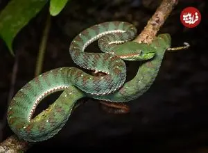 اینفوگرافیک| آناتومی متمایز برای بقا 