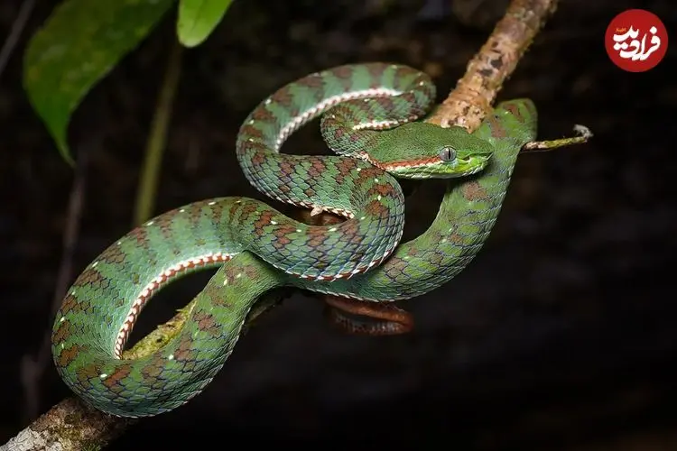 اینفوگرافیک| آناتومی متمایز برای بقا 