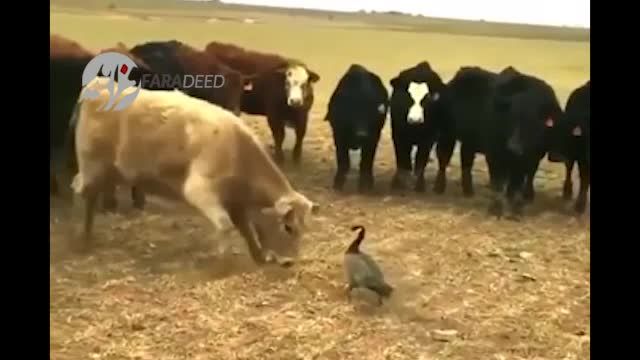 ویدیو/ اردک شجاعی که با گاوهای غول‌پیکر شاخ‌به‌شاخ شد