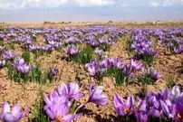 زعفران کدام مناطق اثر ضد سرطانی بیشتری دارند؟