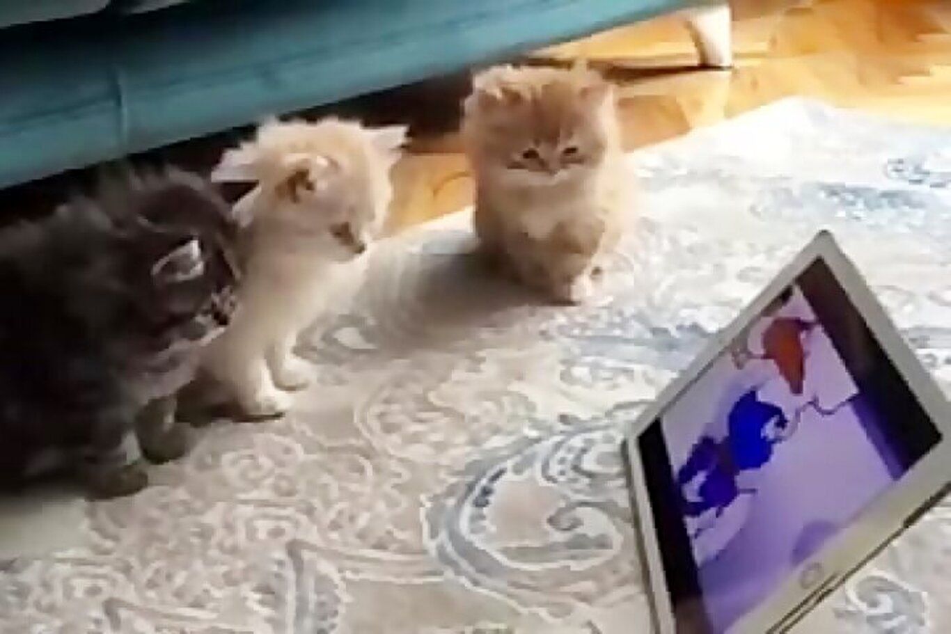 (ویدئو) تماشای بامزه کارتون «تام و جری» توسط یک بچه گربه