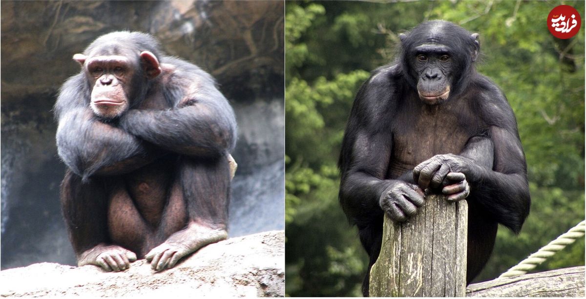 انسان‌ می تواند حرکات شامپانزه‌ها را درک کند!