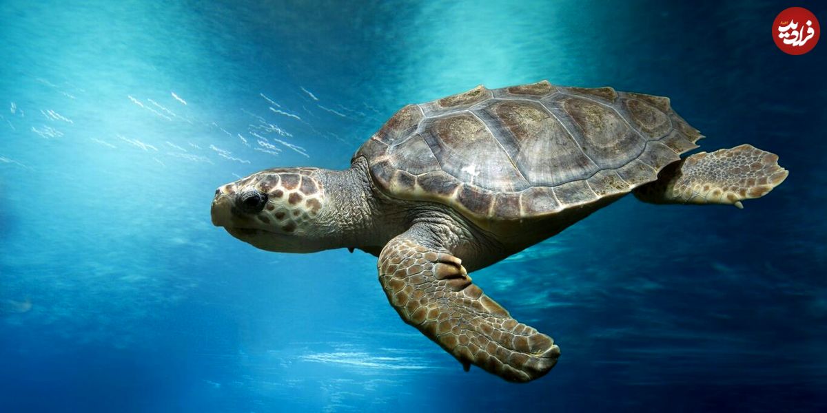 (ویدئو) ترفند خلاقانه لاک‌پشت دریایی برای شکار نشدن توسط کوسه!