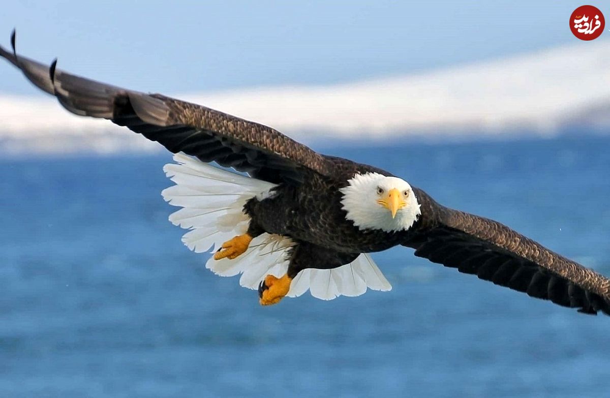 (ویدئو) شنای حیرت‌انگیز عقاب با شکارش روی دریا