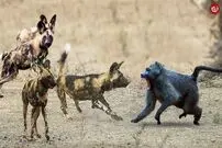 (ویدئو) شجاعت باورنکردنی یک بابون در محاصره ۲۰ سگ وحشی