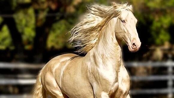 (ویدئو) این اسب ترکمان، زیباترین اسب جهان است!