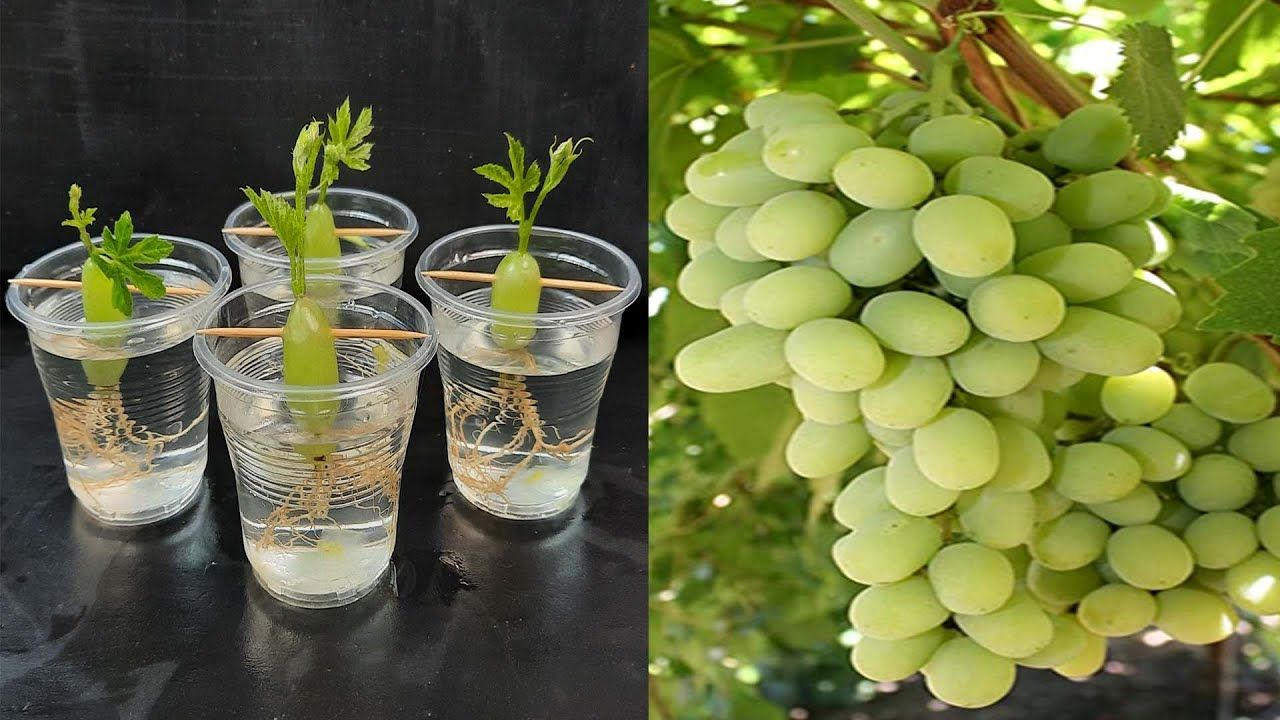 (ویدئو) روش ساده تکثیر دانه انگور زرد؛ نحوه پرورش درخت انگور در خانه
