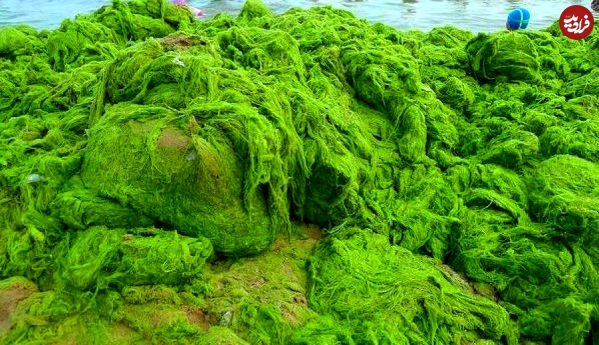 "جلبک عصر یخبندان" در اقیانوس اطلس
