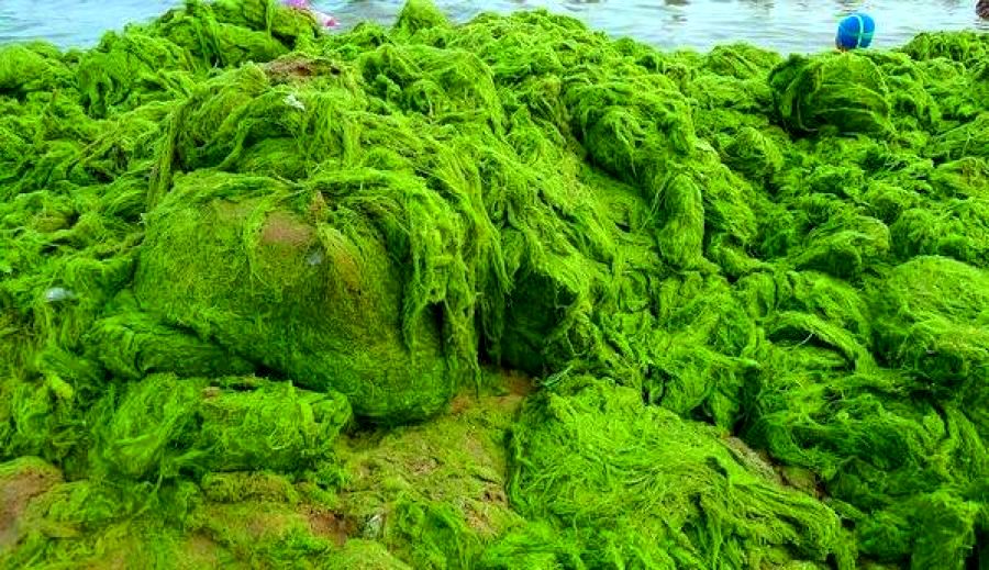 "جلبک عصر یخبندان" در اقیانوس اطلس