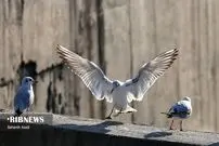 (تصاویر) تهران میزبان مهاجران سیبری