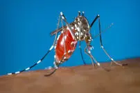 نوار گرافن، برای رهایی از نیش پشه