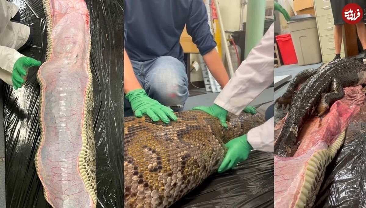 (ویدئو) لحظه بیرون کشیدن تمساح غول پیکر از شکم مار پیتون
