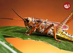 ملخ در تاریخ
